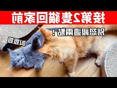 養 第 二 隻貓要 隔離 多久